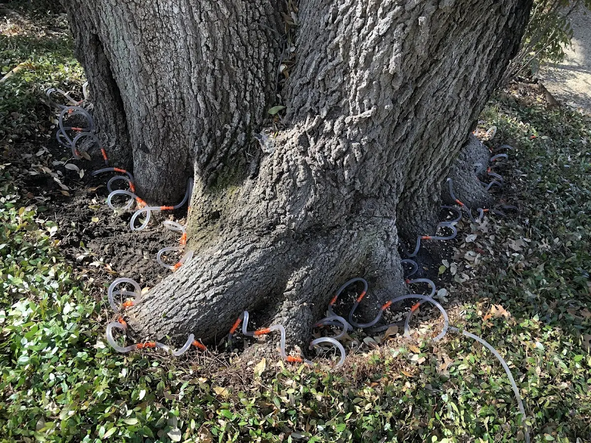 Detailed Tree Cabling and Bracing job site in Laneview